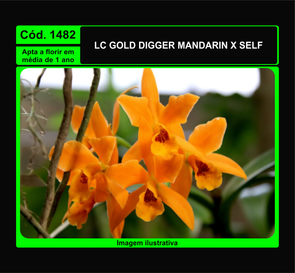 LC GOLD DIGGER MANDARIN X SELF PRÉ ADULTA 1482*