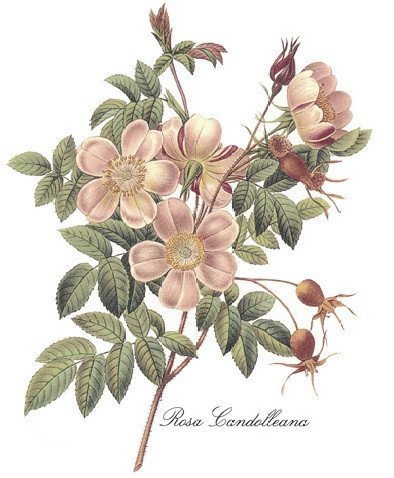 DECALQUE ROSA CANDOLLEANA 
