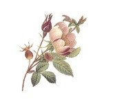 DECALQUE ROSA CANDOLLEANA 