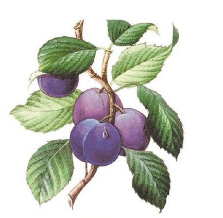DECALQUE DAMSON - DEC366