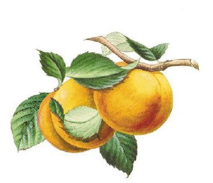 DECALQUE APRICOT 