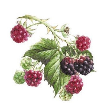 DECALQUE BLACKBERRY - DEC363 