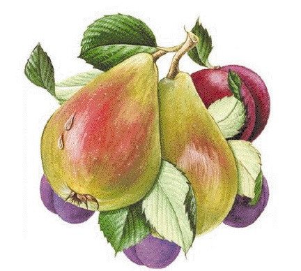 DECALQUE PEAR - DEC362 