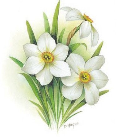 DECALQUE NARCISSUS 