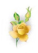 DECALQUE YELLOW ROSE 30X15MM - DEC327