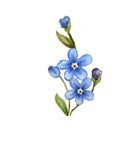 DECALQUE FORGET-ME-NOT 