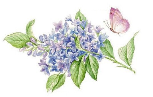 DECALQUE LILAC - DEC103 