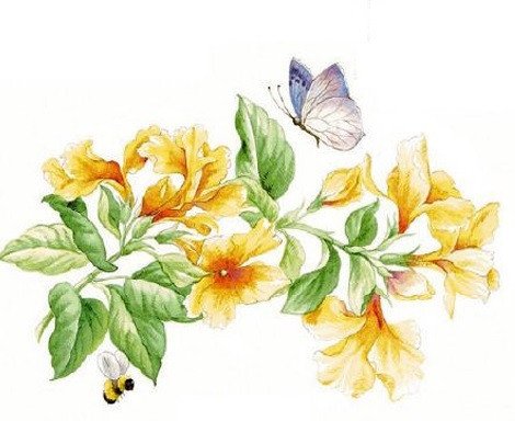 DECALQUE AZALEA - DEC098 