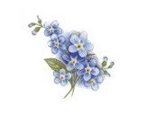 DECALQUE FORGET-ME-NOT - DEC057 