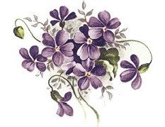 DECALQUE VIOLETS - DEC026