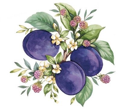 DECALQUE PLUM - DEC630