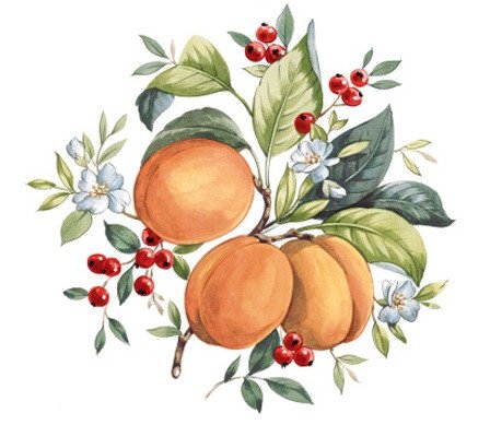 DECALQUE APRICOT - DEC643