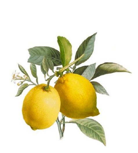 DECALQUE LEMONS - DEC649