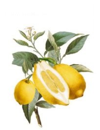 DECALQUE CUT LEMONS - DEC653