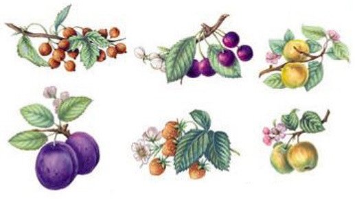 DECALQUE FRUITS - DEC666