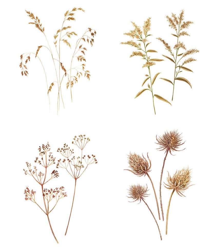 DECALQUE GRASSES - DEC679