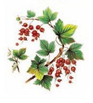 WILD BERRIES - DEC711