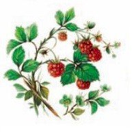 WILD BERRIES - DEC712