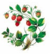 WILD BERRIES - DEC713