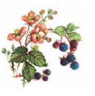 WILD BERRIES - DEC715