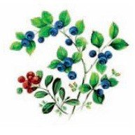 WILD BERRIES - DEC716