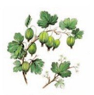 DECALQUE WILD BERRIES - DEC720