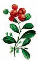 DECALQUE WILD BERRIES - DEC726