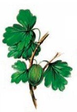 DECALQUE WILD BERRIES - DEC727