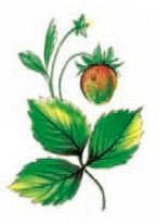 DECALQUE WILD BERRIES - DEC728