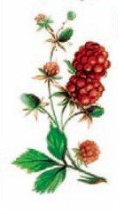 DECALQUE WILD BERRIES - DEC729