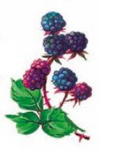 DECALQUE WILD BERRIES - DEC731