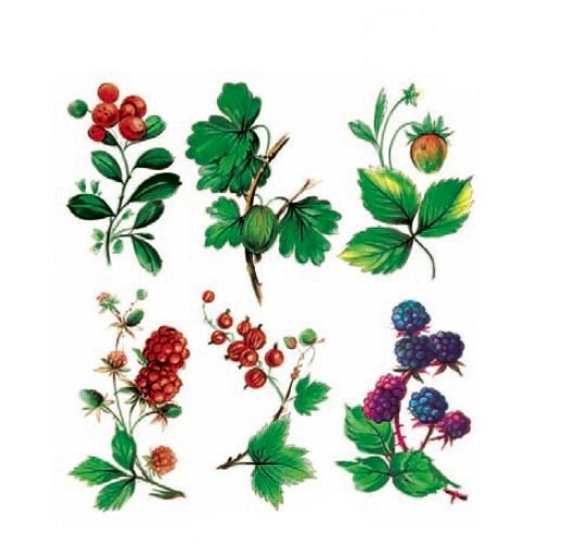 DECALQUE WILD BERRIES - DEC732