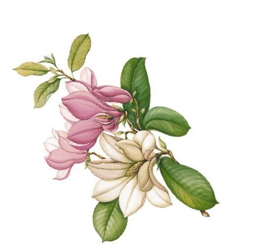 DECALQUE MAGNOLIA - DEC750