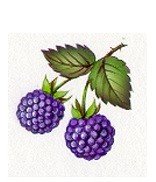 DECALQUE BLACKBERRIES - DEC771