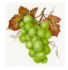 DECALQUE GRAPES - DEC775