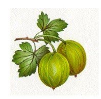 DECALQUE GOOSEBERRIES - DEC779