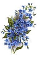 FORGET-ME-NOT 2 - DEC823