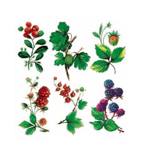 DECALQUE WIL BERRIES - DEC831