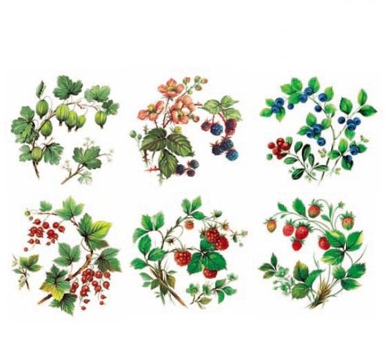 DECALQUE WIL BERRIES - DEC832