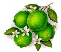 DECALQUE LIME - DEC835