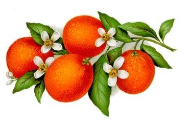 DECALQUE ORANGE - DEC836