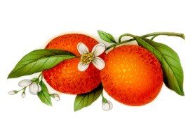 DECALQUE ORANGE - DEC837