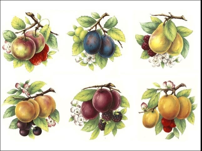 SOFT FRUIT 40mm - DEC840