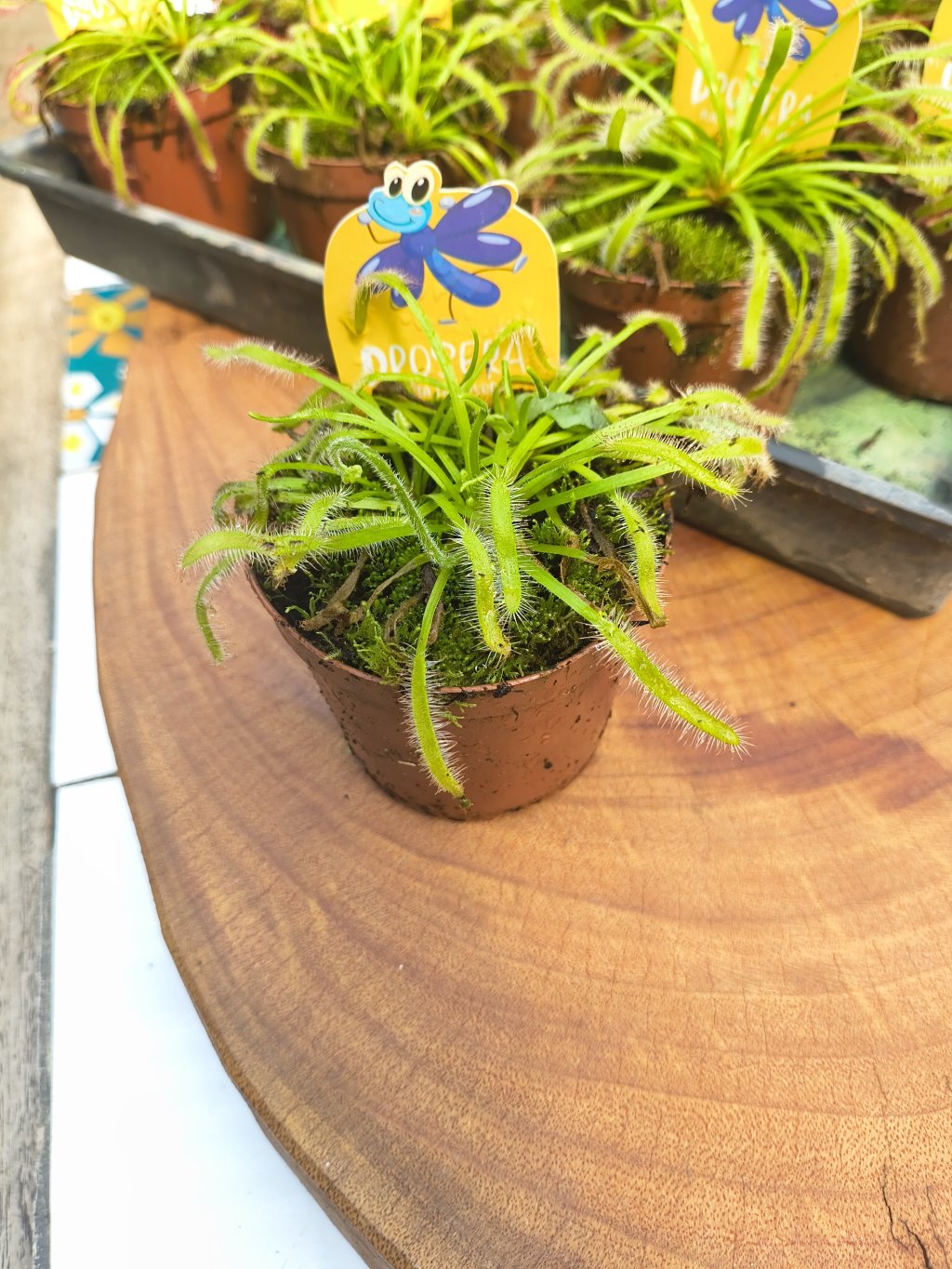 Drosera planta carnívora 