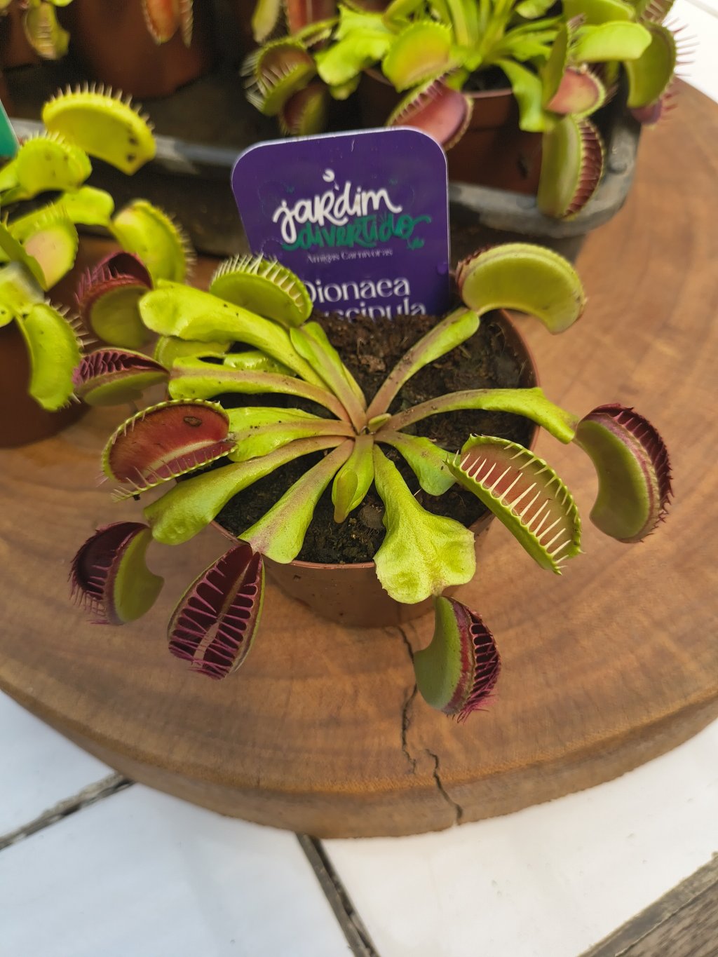 Dionaea Muscipula