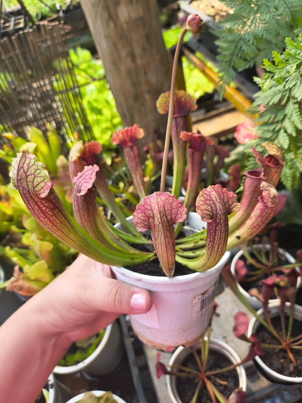 Arracenia Carnívora 