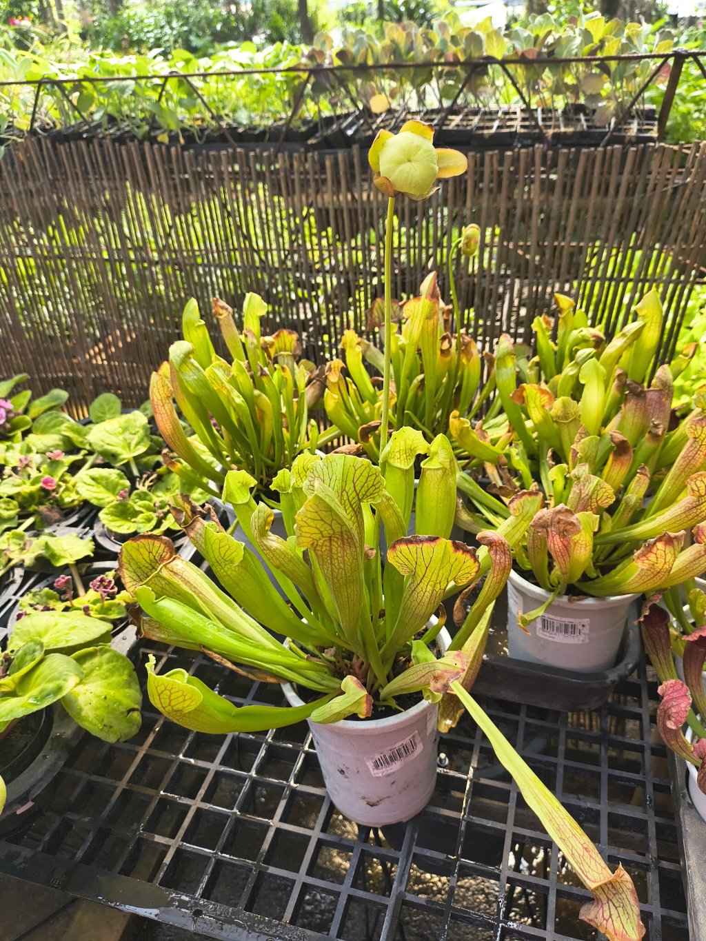 Sarracenia Carnívora 