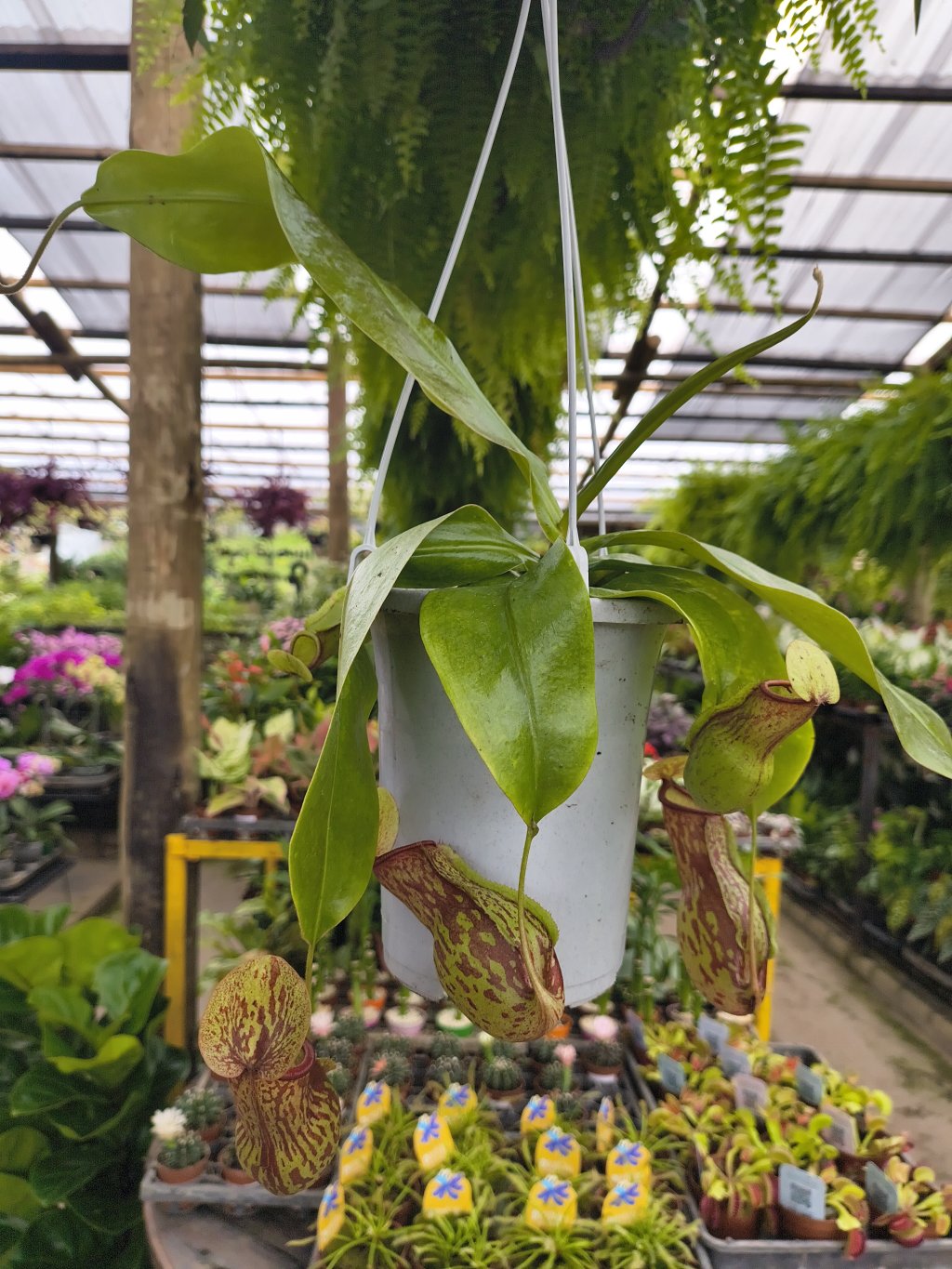 Nepenthes 