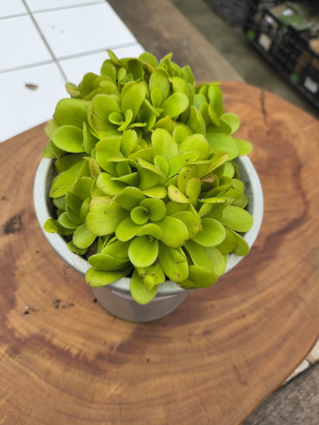 Carnívora Sarracenia Pinguicula agnata