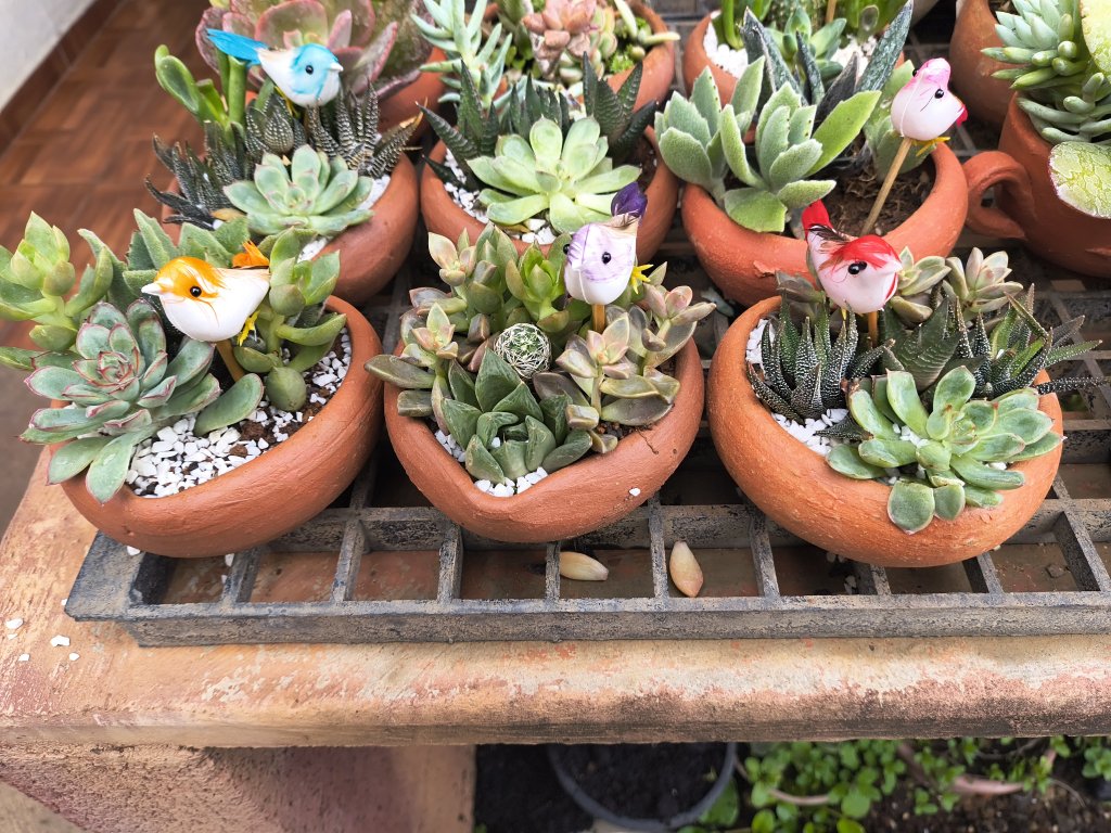 Mix suculentas vaso  coração 